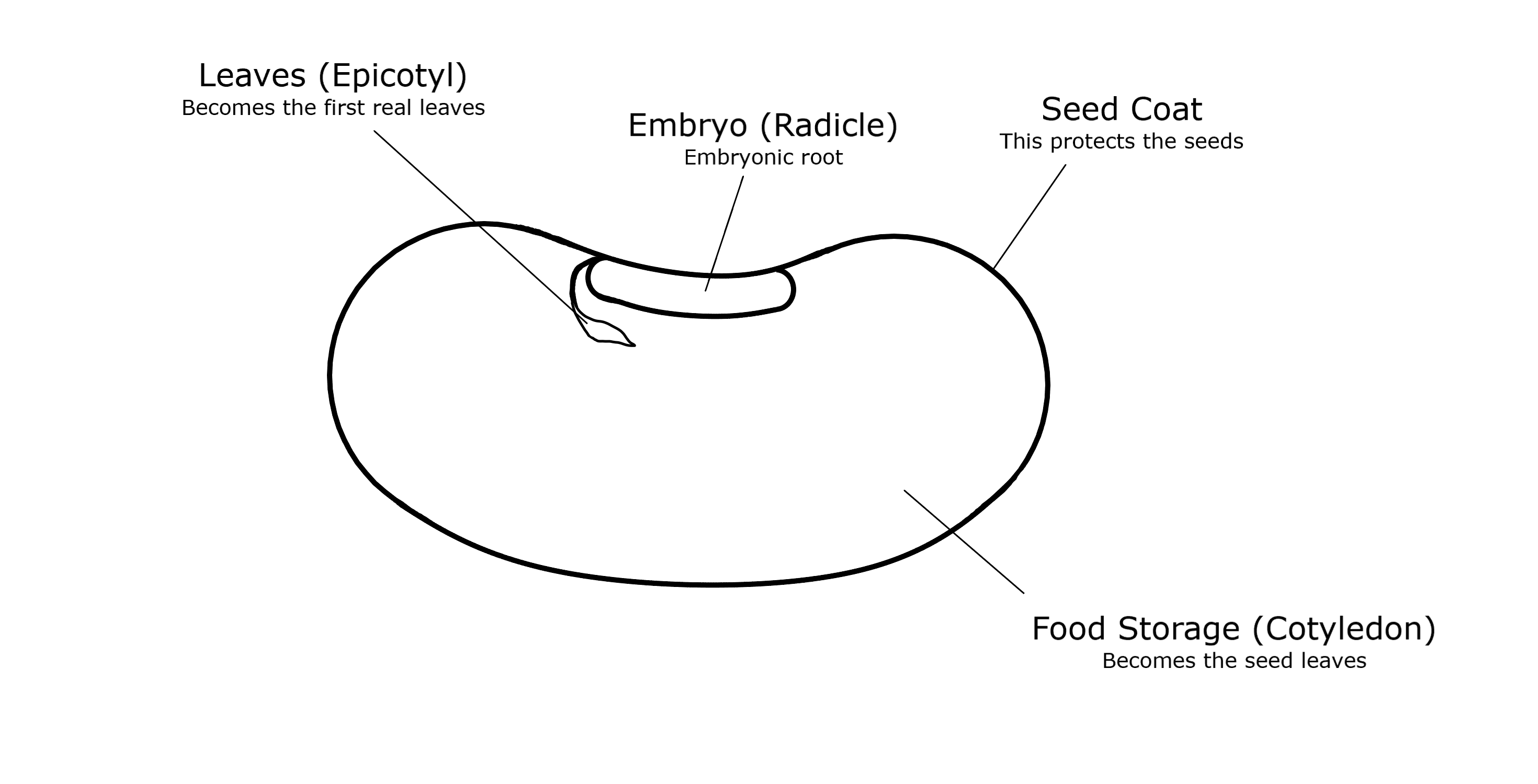 Seed Diagram