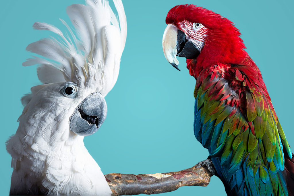 Member's Exclusive Event: Scales and Tails Bird Show