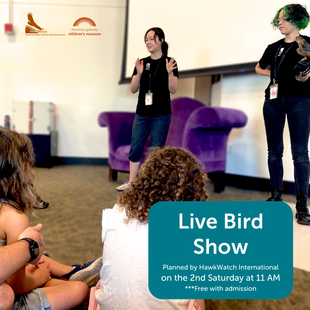 Live Bird Show with professional bird handler and instructor
